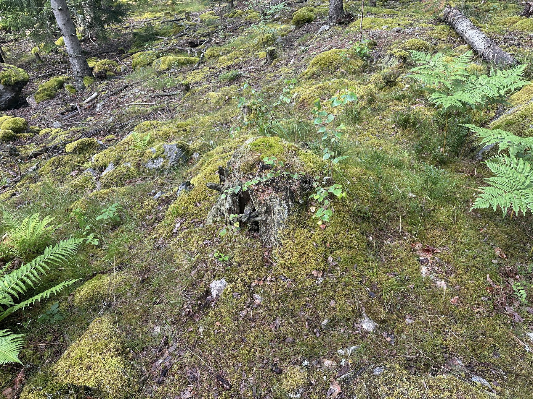 Gränsmärke mot Örebro Hövdingedöme alt ägogränsmärke mellan Tyresfall och Boo
