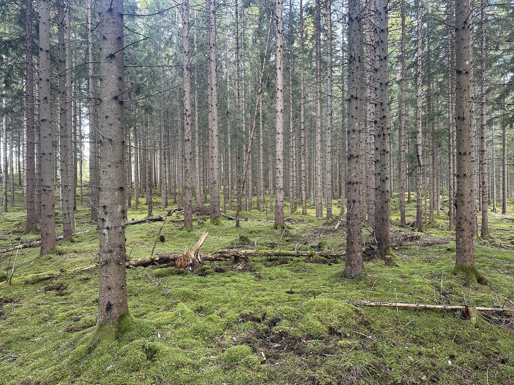 Lämning efter resmila/Kolbotten