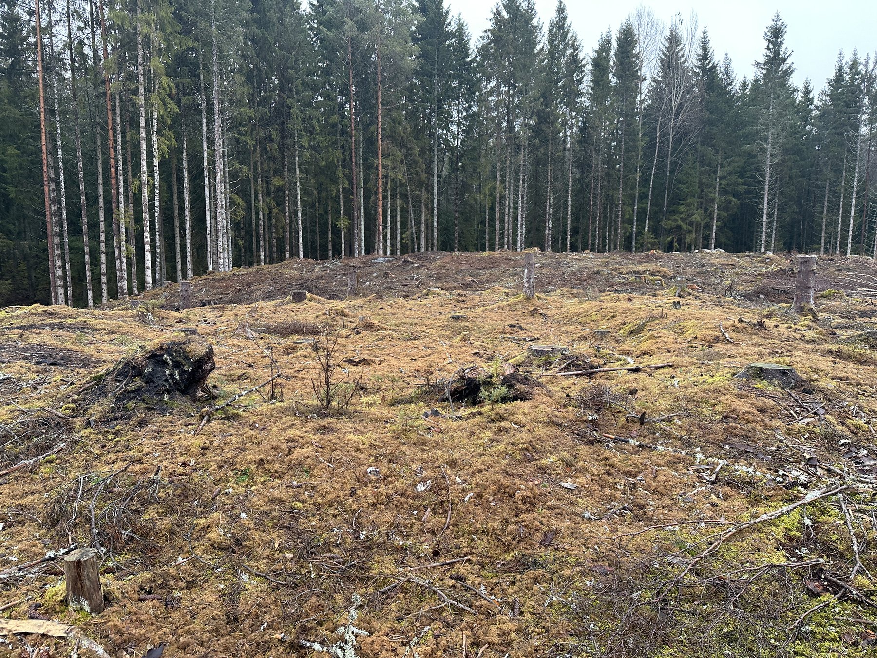 Lämning efter resmila/Kolbotten