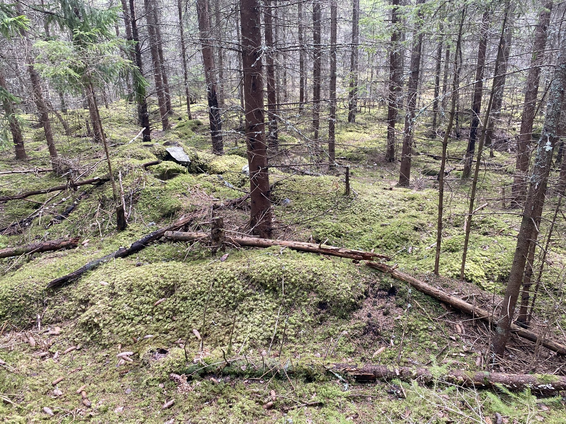 Lämning efter kolarkoja