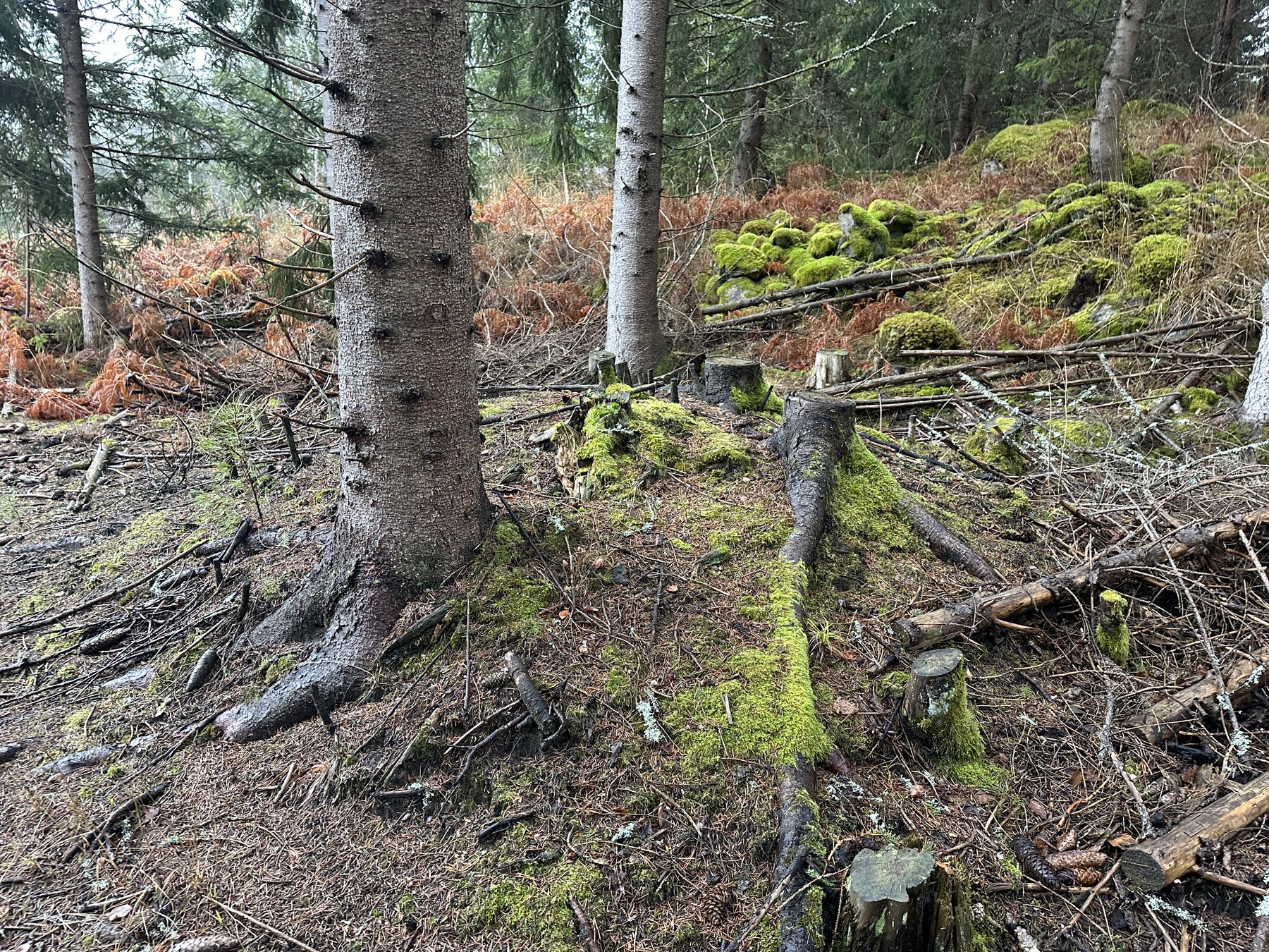 Lämning efter kolarkoja