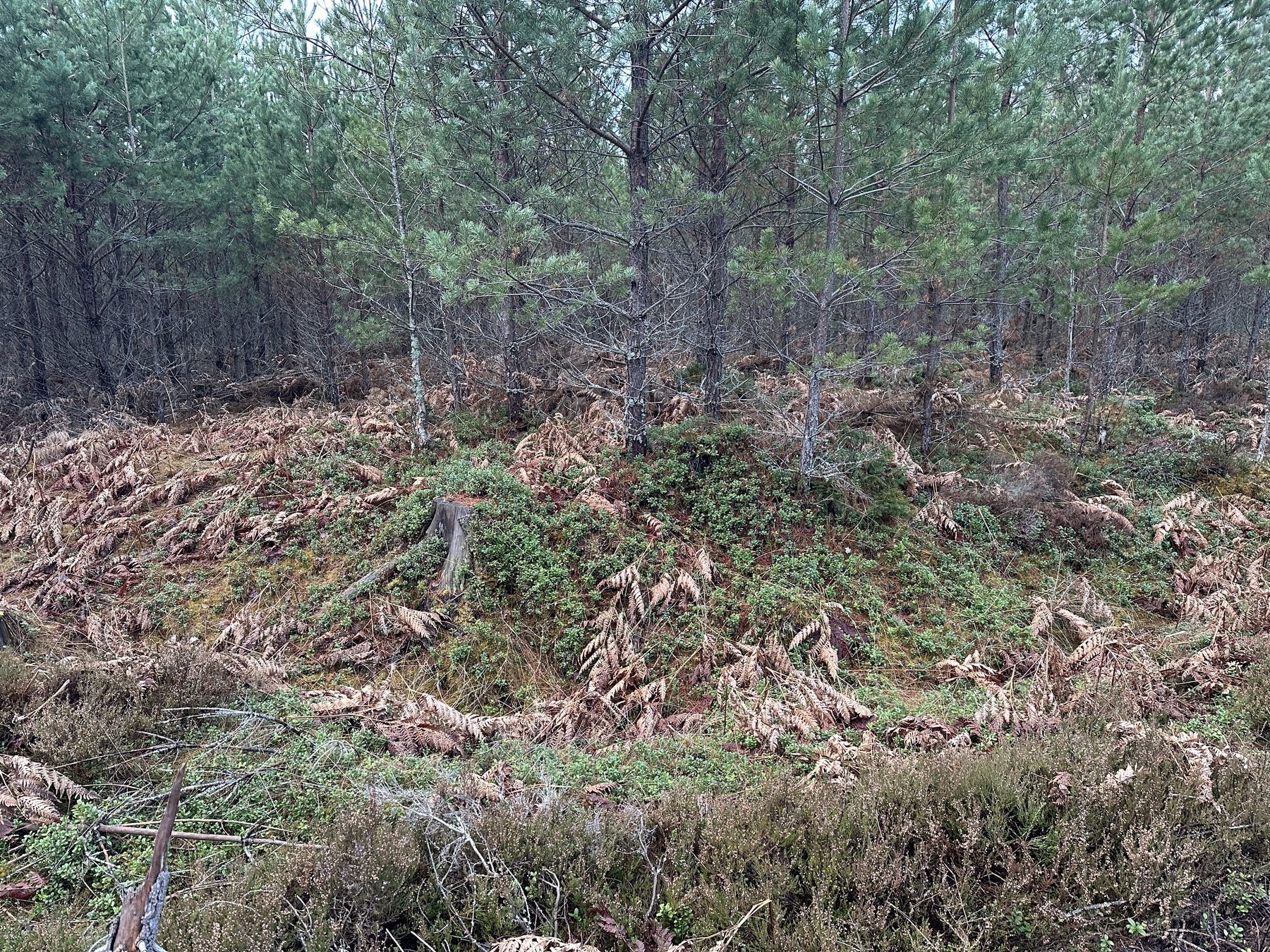 Lämning efter resmila