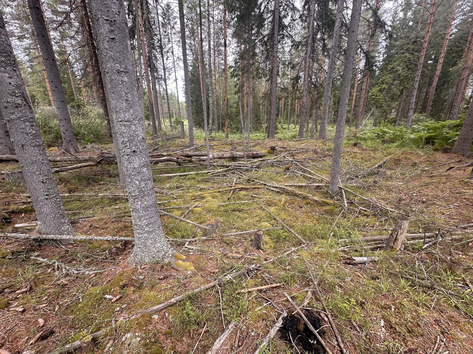 Lämning efter resmila/Kolbotten
