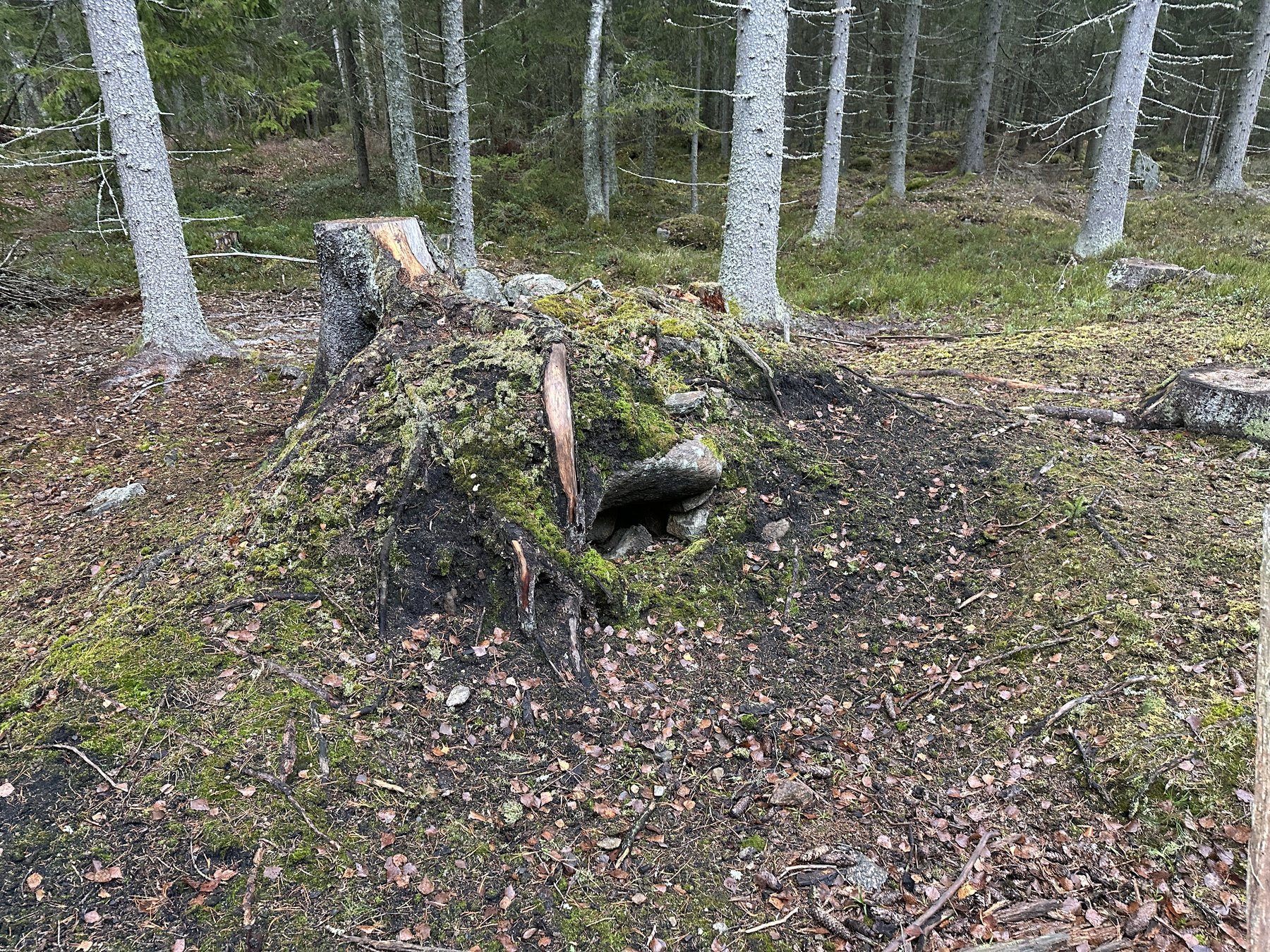 Lämning efter kolarkoja