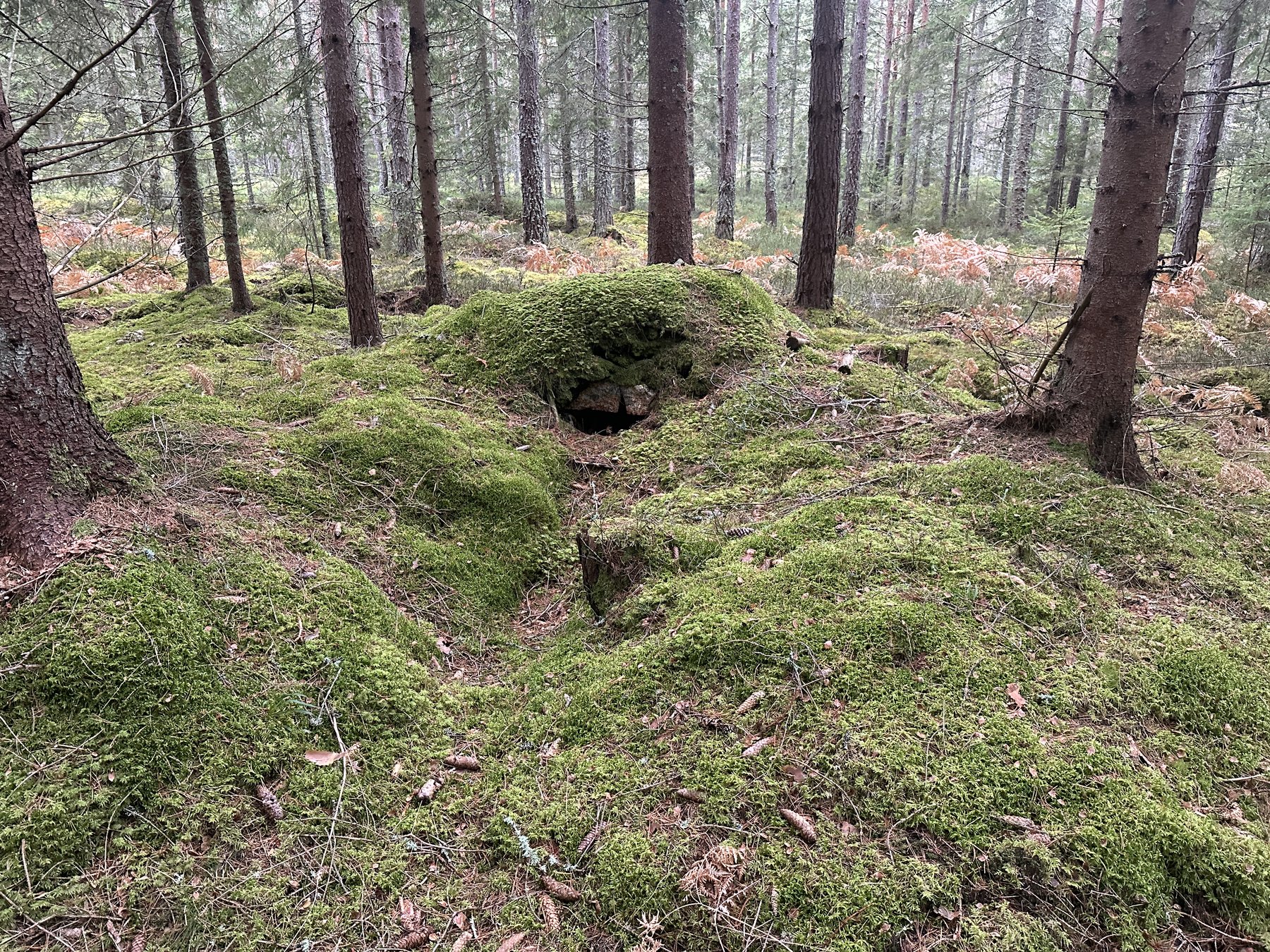Lämning efter kolarkoja