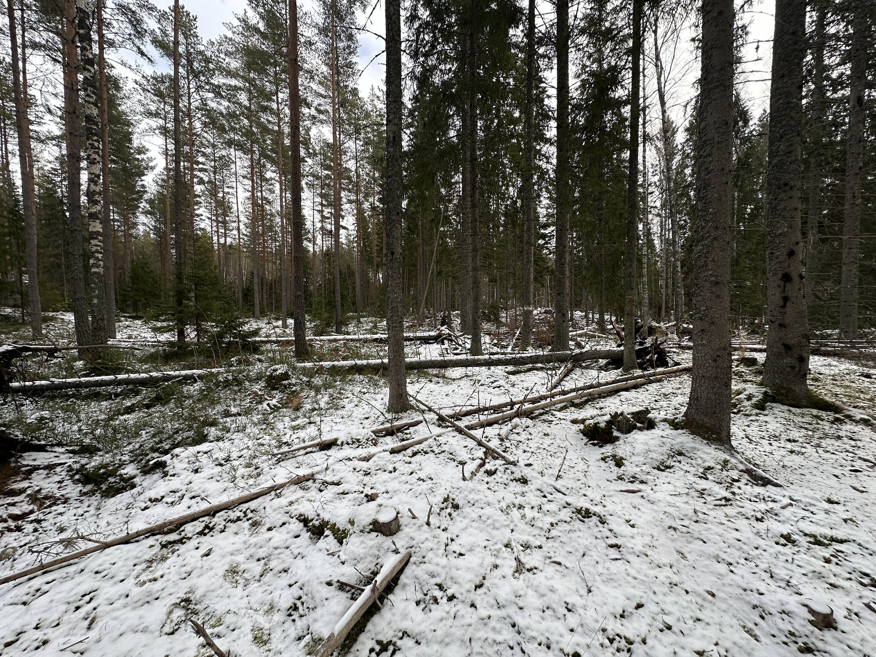 Lämning efter resmila/Kolbotten