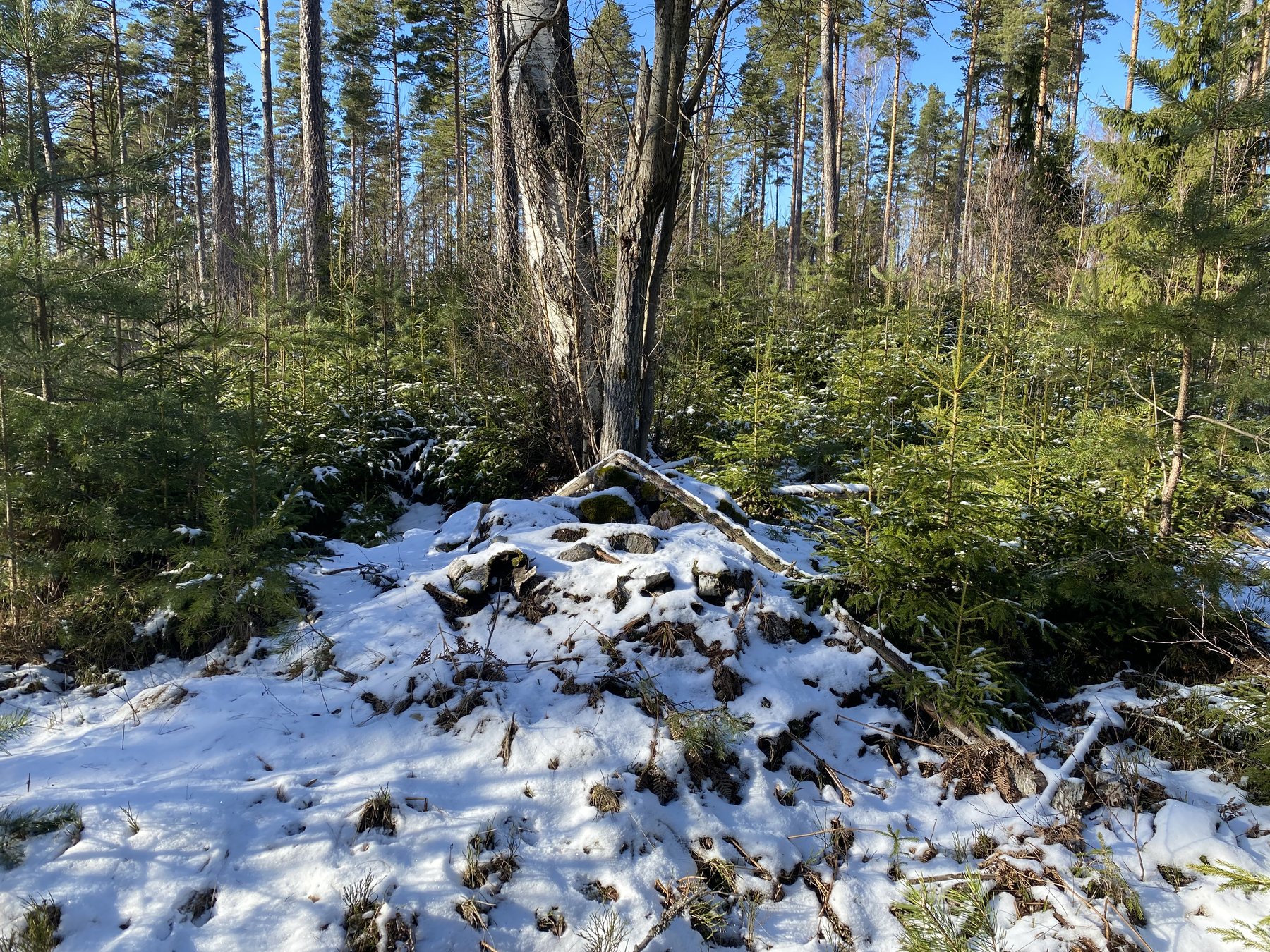 Lämning efter kolarkoja