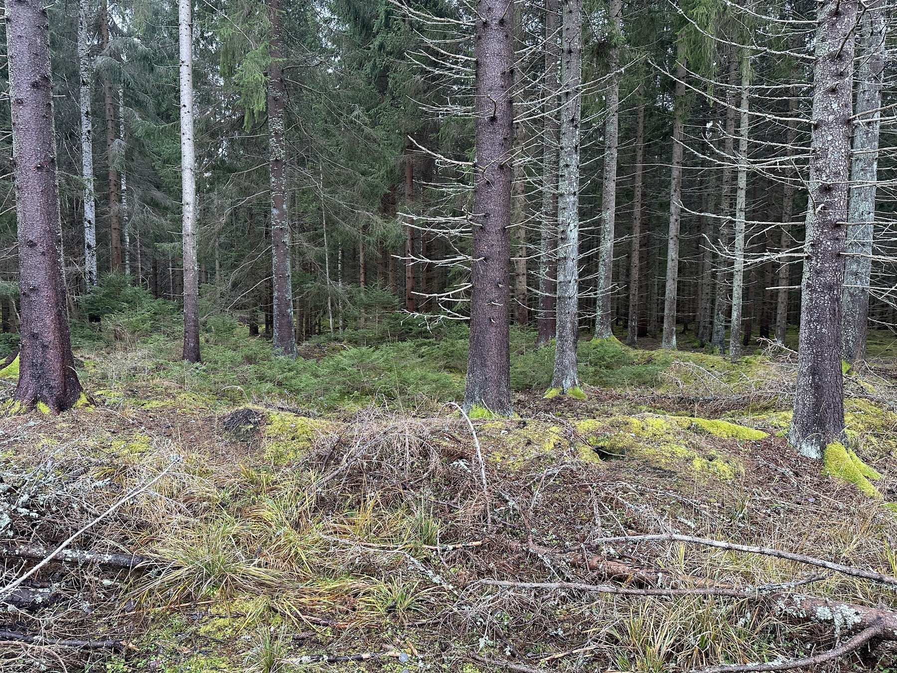 Lämning efter resmila/Kolbotten