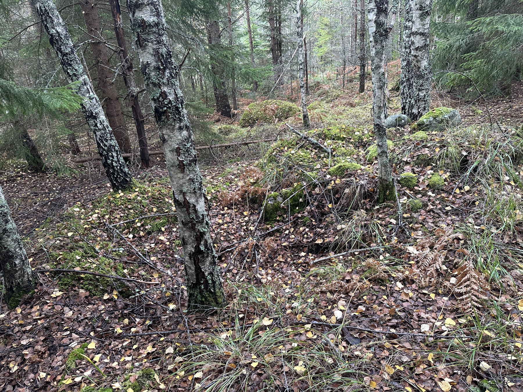 Lämning efter kolarkoja