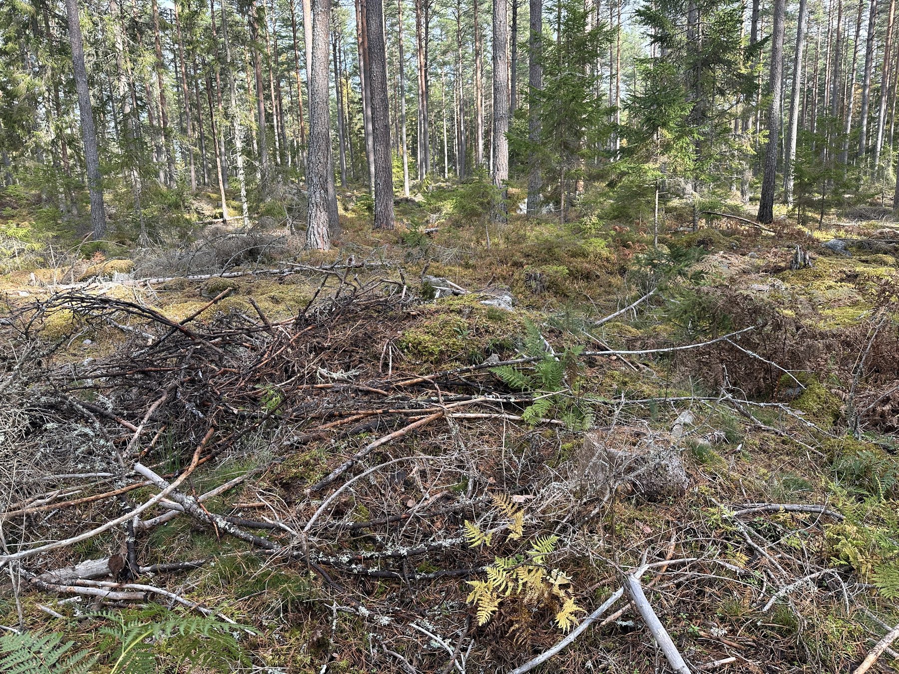 Lämning efter kolarkoja