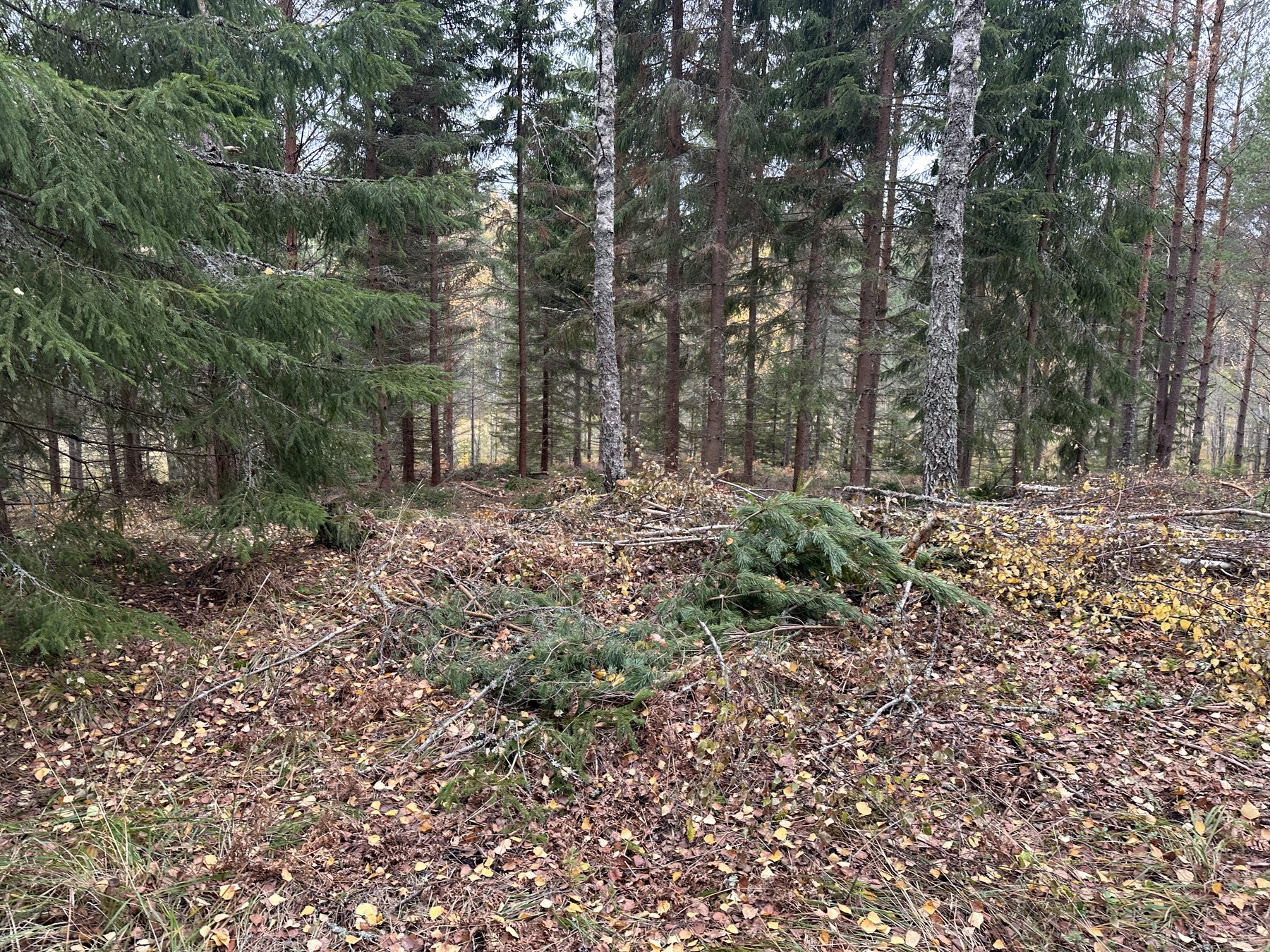 Lämning efter kolarkoja