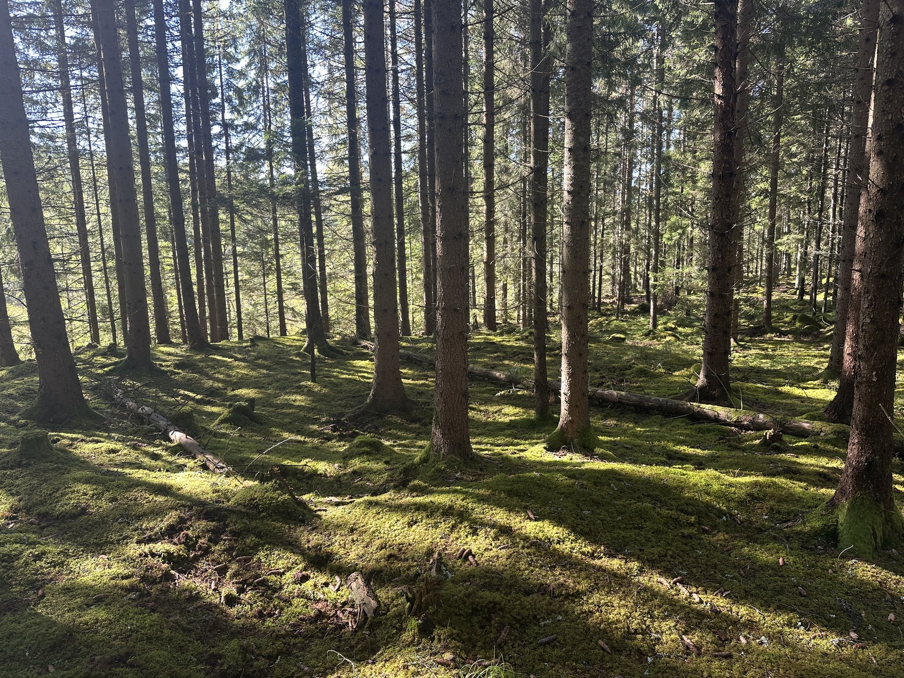 Lämning efter resmila/kolbotten