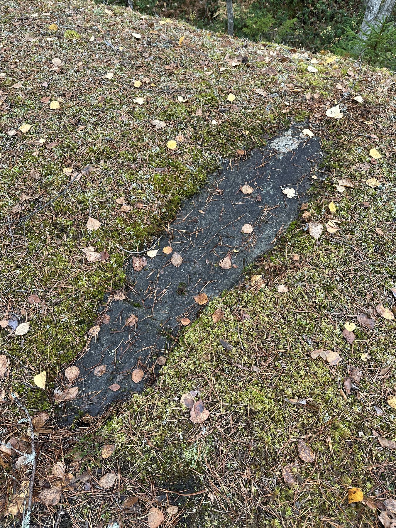 Jättefoten i Råå