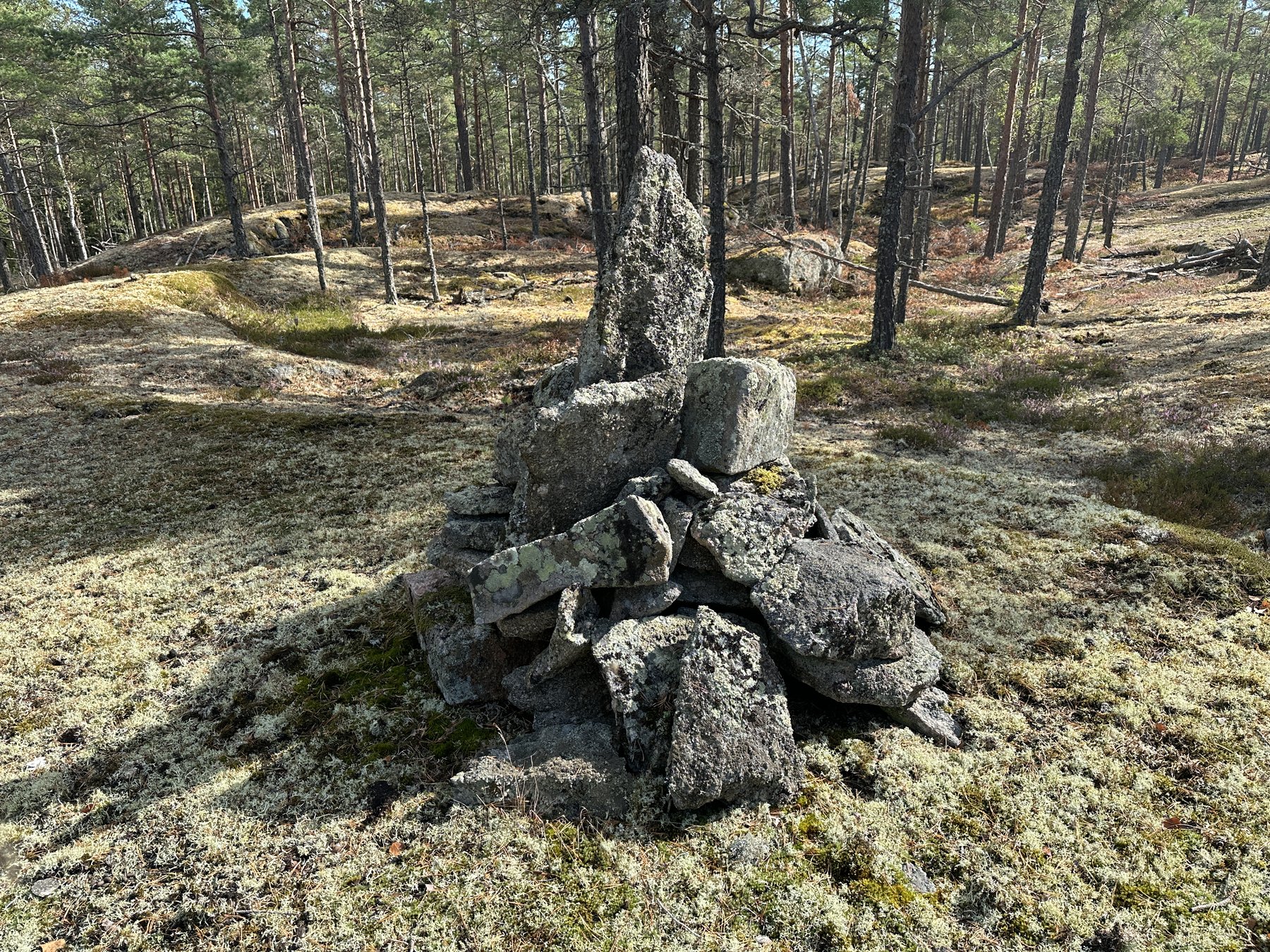 Toppröse på berget Blåkulla